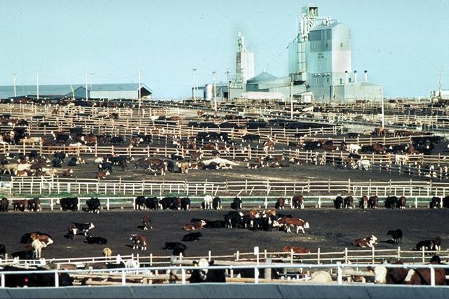 Producing meat (cont) Concentrated Animal Feedlot