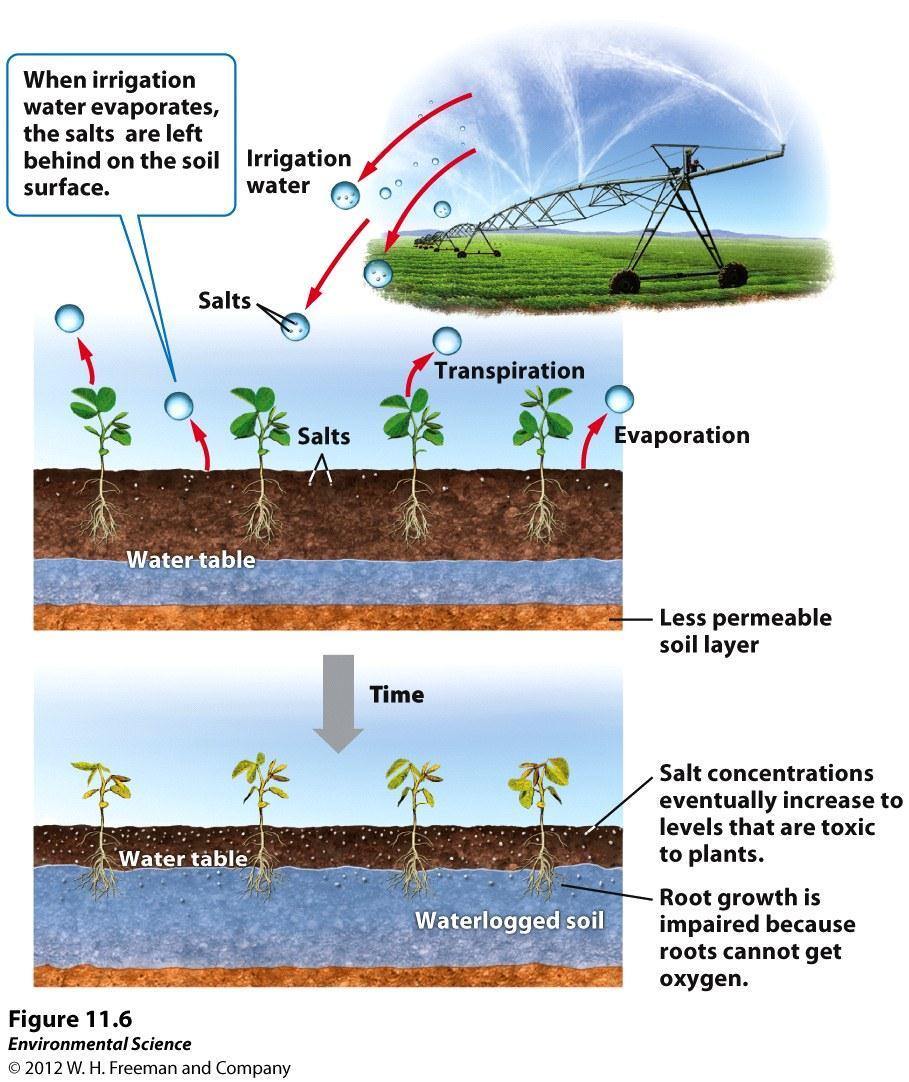 Problems with Irrigation Soil Salinization Repeated irrigation evaporation Evaporation leaves small salt deposits behind.