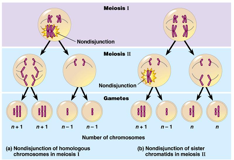 1. Alterations of chromosome number or structure cause some