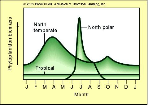 Seasonal Productivity Tropical (Upwelling) Poles Seasonal productivity Polar productivity latitude Temperate productivity
