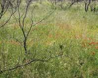 YOU CAN MANAGE MESQUITE. Mesquite is a major brush problem on Texas, Oklahoma and New Mexico rangeland.