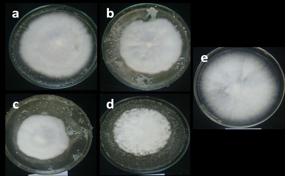 Plate.2 Radial growth of of Colletotrichum capsici at different concentration of culture filtrate of T. pseudokoningii a. 5%, b. 10%, c. 15%, d. 20%, d.
