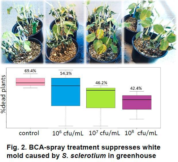 Evaluation of Lysobacter enzymogenes C3 for control of soybean fungal diseases.
