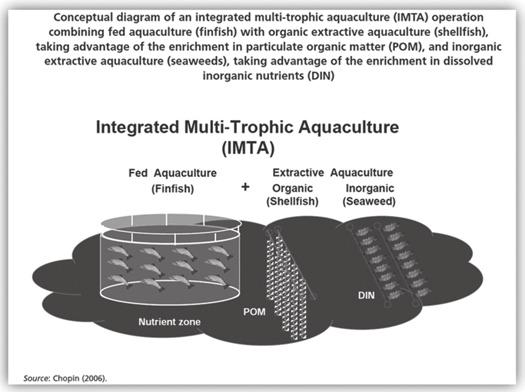 Fed-aquaculture species sub-system in IMTA Finfish represent the only fed component of most IMTA systems and thus represent the only human provided input of nutrient energy to the system.