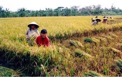 Vietnam s s Agriculture Before 1986: Vietnam - a long historical period of being grain deficit Government run agricultural coops 1986: Doi