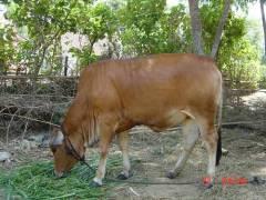 Garden component (V) Uses Draught power from animals Animal manure as fertilizer