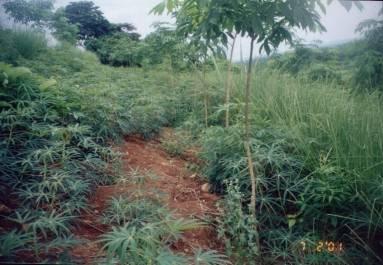Forest component (R) Uses Manure as fertilize Produces Wood Foliage as feed