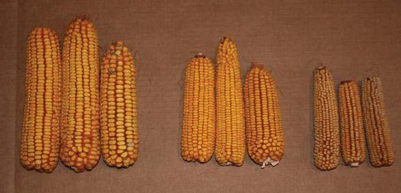 Genome-wide analysis of the Krug Seed Size divergent selection program 0.47g/kernel 0.