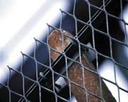 Diamond Expamet have developed the Diamond System to provide a substantially more secure and cost effective alternative to palisade or chain link fencing.