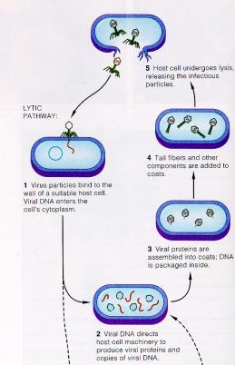 Lytic Cycle one virus particle A.