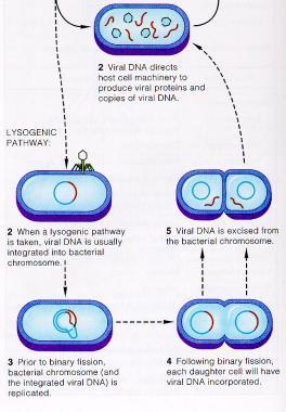 Lytic and Lysogenic Cycles The