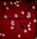 short chains COLONY MORPHOLOGY: BAP: Slow growing at 35 C with either pinpoint colonies or