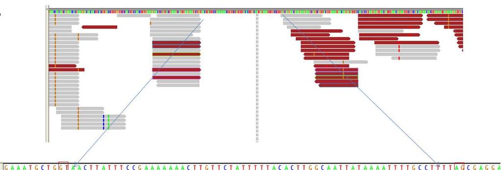 Figure 13. Manual gene annotation with paired end RNA sequencing allows for prediction of splice consensus sites.