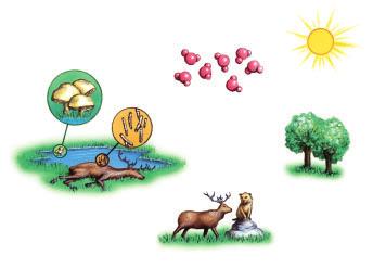 In all food chains, whether the producers are photosynthetic organisms or chemoautotrophs, the farther up the chain you travel, the less energy is available (Figure 6).