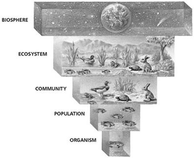 Levels of Organization Levels of Organization, continued The Biosphere The broadest, most inclusive level of
