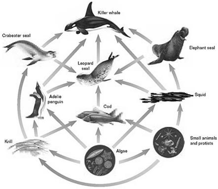 Food Web in an Antarctic Ecosystem Energy Flow, continued Energy Transfer Ecosystems contain