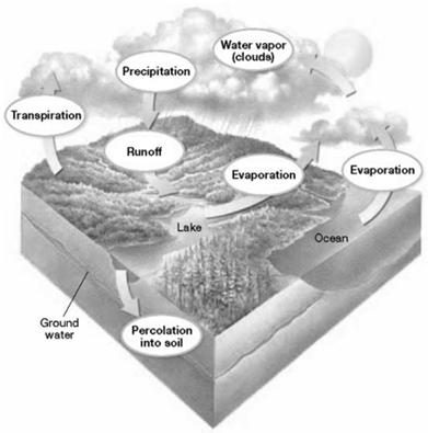 Water Cycle The Carbon Cycle Photosynthesis and