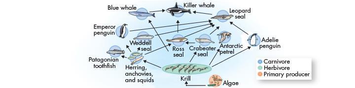 Food Webs and Disturbance When disturbances to food webs happen, their effects can be dramatic.