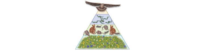 Pyramids of Biomass and Numbers In most ecosystems, the shape of the pyramid of numbers is similar to the shape of the