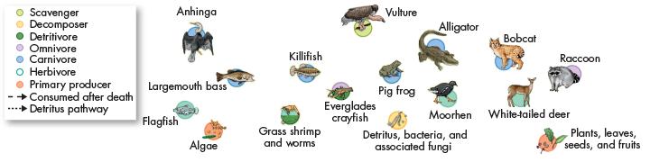 Food Webs In most ecosystems, feeding relationships are much more complicated than the relationships described in a single, simple chain because many