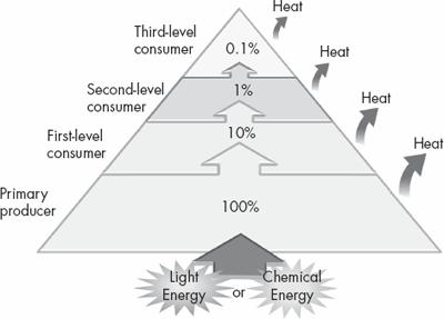 Analyzing Energy Flow Through Trophic Levels Pyramids of Energy Theoretically, there is no limit to the number of trophic levels in a food web or the number or organisms that live on each level.