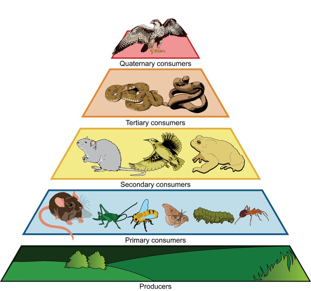 Analyzing Energy Flow Through Trophic Levels Each step in a food chain or food web is called a trophic level. Primary producers make up the first trophic level.