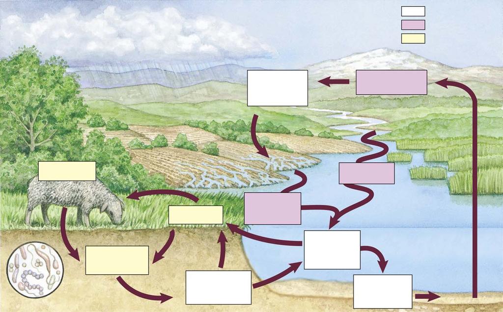 reservoirs processes trophic levels phosphate in rock geological uplift consumers runoff from rivers producers