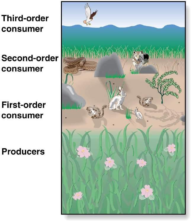 Trophic levels in a grassland.