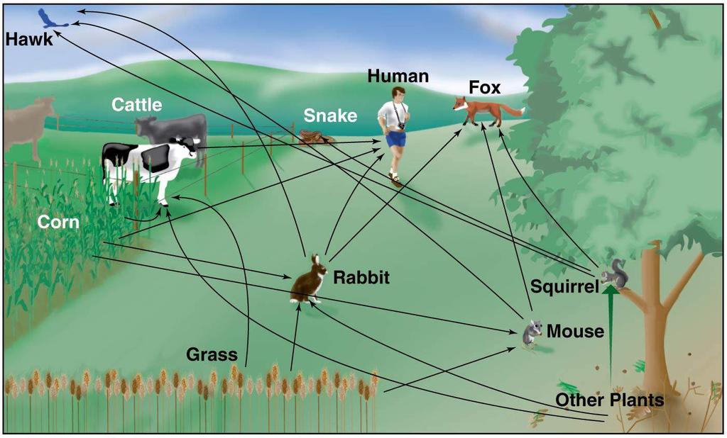 A meadow food web Food chains are interconnected