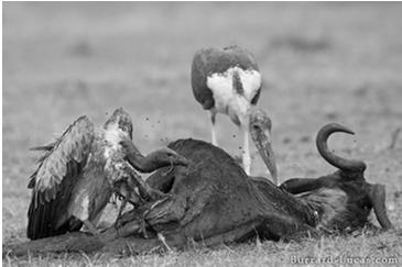 iv) Scavengers Eat larger dead organisms (vulture, hyenas) v) Detritivore Eat smaller dead organisms and animal waste; includes decomposers (bacteria, fungi and