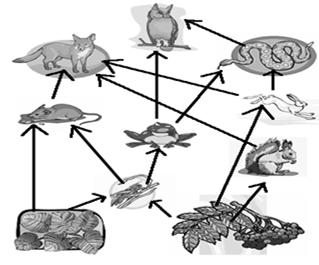 Food chains generally have the same pattern: Rose plant Producer Aphids Beetle Chameleon Hawk Bacteria Primary consumer Secondary consumer Tertiary consumer Quaternary consumer or Top carnivore