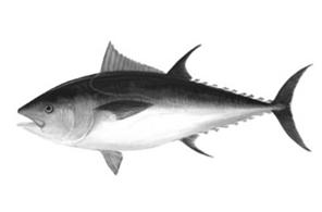 Overexploitation the use or extraction of a resource until it is depleted overfishing of Yellow Tuna and Atlantic Cod 4.