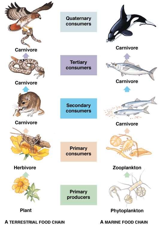 Trophic Level groups of organisms that obtain their energy in a similar manner Primary producers: obtain their energy from the sun or chemical sources to make organic