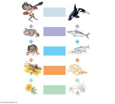 aquatic food chain 8_s4 Trophic level Snake Tertiary Tuna Mouse Secondary Herring Grasshopper Primary Zooplankton Producers Plant