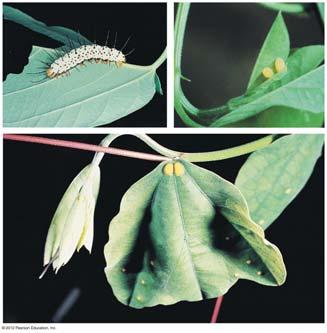 37.6 EVOLUTION CONNECTION: Herbivory leads to diverse adaptations in plants A plant whose