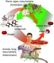 Part of the energy obtained through cellular respiration is used to carry