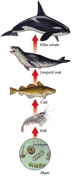A food chain is a sequence in which energy is transferred from one