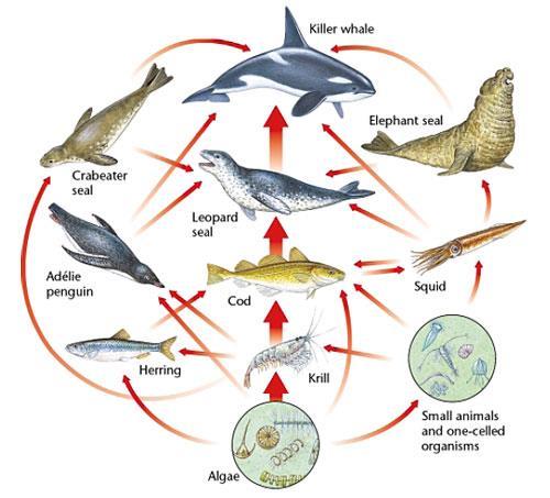 Ecosystems, however, usually contain more than one food chain.