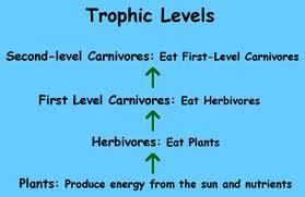 Each step in the transfer of energy through a food chain or food web is known as a trophic level.