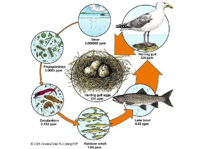 Ex. Biomagnification Water Phytoplankton Zooplankton Small fish Large fish Top Predator: Human, osprey,