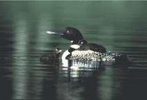 Impacts on Wildlife Loons diet of fish Decrease in chicks in areas of