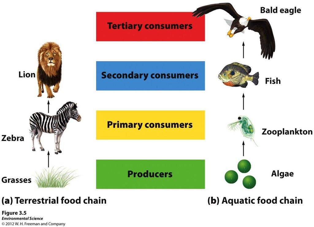 Trophic Levels Trophic Levels- levels in the feeding structure of