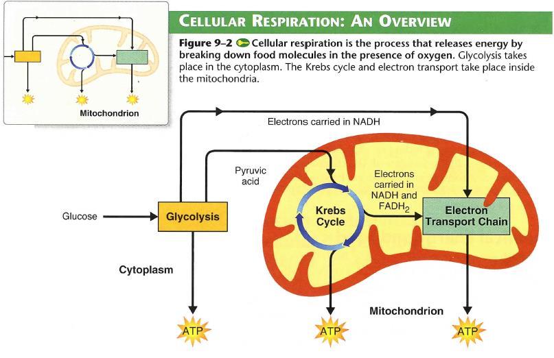 Cellular Respiration Formula 6O 2 + C 6 H 12 O 6 6CO 2 + 6H