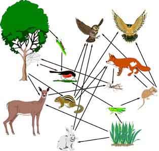 Food chain Food web (just 1 path of