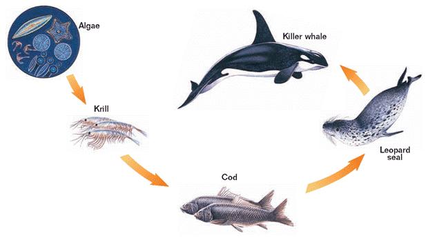 17. What is a food chain?