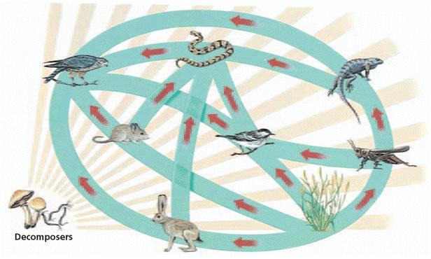 19. Food Web All the interrelated food chains in an ecosystem are called a