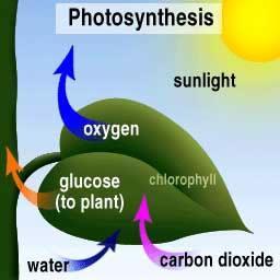 The Carbon Cycle 1.