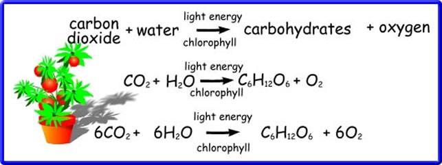 carbon dioxide, water and sunlight