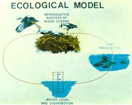 Ecological Models Ecologists construct models to help them understand the environment and make predictions about how the environment