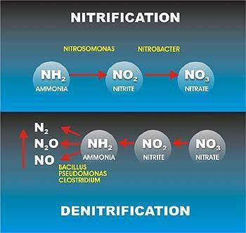 The Nitrogen Cycle 4.